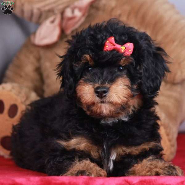 HARMONY, Mini Golden Mountain Doodle Puppy